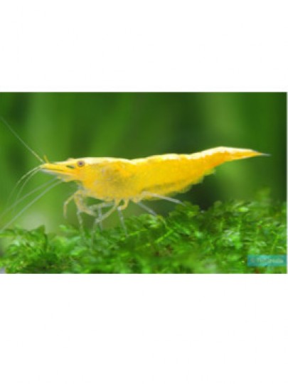 Neocaridina Yellow Fire